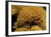 Ramaria Flavescens (Coral Fungus)-Paul Starosta-Framed Photographic Print