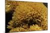 Ramaria Flavescens (Coral Fungus)-Paul Starosta-Mounted Photographic Print