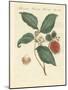 Rambutan Tree-null-Mounted Giclee Print