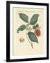 Rambutan Tree-null-Framed Giclee Print