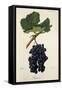 Ramisco Grape-J. Troncy-Framed Stretched Canvas