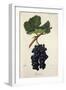 Ramisco Grape-J. Troncy-Framed Giclee Print