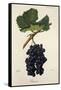 Ramisco Grape-J. Troncy-Framed Stretched Canvas