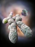 Nucleosome Molecule-Ramon Andrade-Framed Premium Photographic Print