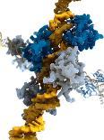 Interferon Regulatory Factor Molecule-Ramon Andrade-Photographic Print