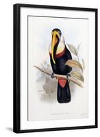 Ramphastos Inca-null-Framed Giclee Print