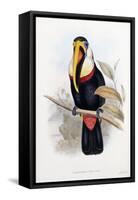 Ramphastos Inca-null-Framed Stretched Canvas