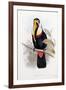 Ramphastos Inca-null-Framed Giclee Print