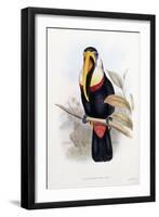 Ramphastos Inca-null-Framed Giclee Print