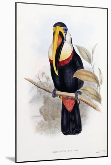 Ramphastos Inca-null-Mounted Giclee Print