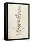 Rampion Bellflower - Campanula Rapunculus (Rapum Sylvestre) by Leonhart Fuchs from De Historia Stir-null-Framed Stretched Canvas