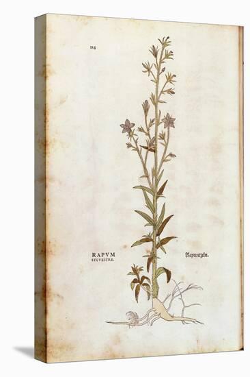 Rampion Bellflower - Campanula Rapunculus (Rapum Sylvestre) by Leonhart Fuchs from De Historia Stir-null-Stretched Canvas