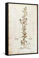 Rampion Bellflower - Campanula Rapunculus (Rapum Sylvestre) by Leonhart Fuchs from De Historia Stir-null-Framed Stretched Canvas