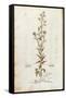 Rampion Bellflower - Campanula Rapunculus (Rapum Sylvestre) by Leonhart Fuchs from De Historia Stir-null-Framed Stretched Canvas