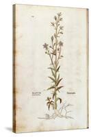 Rampion Bellflower - Campanula Rapunculus (Rapum Sylvestre) by Leonhart Fuchs from De Historia Stir-null-Stretched Canvas