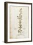 Rampion Bellflower - Campanula Rapunculus (Rapum Sylvestre) by Leonhart Fuchs from De Historia Stir-null-Framed Giclee Print