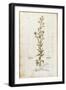 Rampion Bellflower - Campanula Rapunculus (Rapum Sylvestre) by Leonhart Fuchs from De Historia Stir-null-Framed Giclee Print