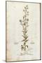 Rampion Bellflower - Campanula Rapunculus (Rapum Sylvestre) by Leonhart Fuchs from De Historia Stir-null-Mounted Giclee Print