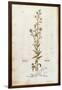Rampion Bellflower - Campanula Rapunculus (Rapum Sylvestre) by Leonhart Fuchs from De Historia Stir-null-Framed Giclee Print