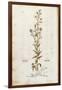 Rampion Bellflower - Campanula Rapunculus (Rapum Sylvestre) by Leonhart Fuchs from De Historia Stir-null-Framed Giclee Print