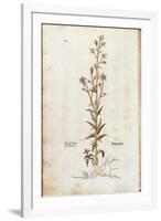 Rampion Bellflower - Campanula Rapunculus (Rapum Sylvestre) by Leonhart Fuchs from De Historia Stir-null-Framed Giclee Print