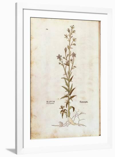 Rampion Bellflower - Campanula Rapunculus (Rapum Sylvestre) by Leonhart Fuchs from De Historia Stir-null-Framed Giclee Print