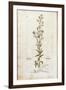 Rampion Bellflower - Campanula Rapunculus (Rapum Sylvestre) by Leonhart Fuchs from De Historia Stir-null-Framed Giclee Print