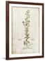 Rampion Bellflower - Campanula Rapunculus (Rapum Sylvestre) by Leonhart Fuchs from De Historia Stir-null-Framed Giclee Print