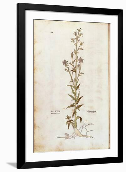 Rampion Bellflower - Campanula Rapunculus (Rapum Sylvestre) by Leonhart Fuchs from De Historia Stir-null-Framed Giclee Print