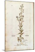 Rampion Bellflower - Campanula Rapunculus (Rapum Sylvestre) by Leonhart Fuchs from De Historia Stir-null-Mounted Giclee Print