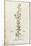Rampion Bellflower - Campanula Rapunculus (Rapum Sylvestre) by Leonhart Fuchs from De Historia Stir-null-Mounted Giclee Print