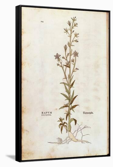 Rampion Bellflower - Campanula Rapunculus (Rapum Sylvestre) by Leonhart Fuchs from De Historia Stir-null-Framed Stretched Canvas