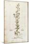 Rampion Bellflower - Campanula Rapunculus (Rapum Sylvestre) by Leonhart Fuchs from De Historia Stir-null-Mounted Giclee Print