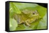 Ramsey Canyon Leopard Frog-null-Framed Stretched Canvas