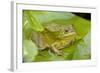 Ramsey Canyon Leopard Frog-null-Framed Photographic Print