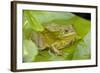 Ramsey Canyon Leopard Frog-null-Framed Photographic Print