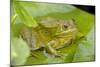 Ramsey Canyon Leopard Frog-null-Mounted Photographic Print