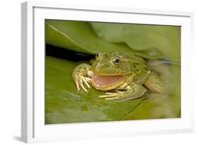 Ramsey Canyon Leopard-null-Framed Photographic Print