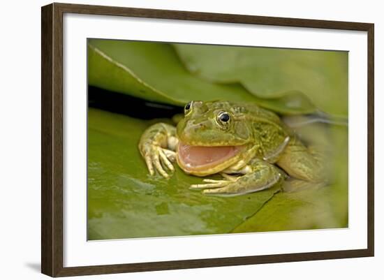 Ramsey Canyon Leopard-null-Framed Photographic Print