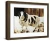 Ramsey-Sydney Edmunds-Framed Giclee Print