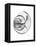 Ramshorn Shell Gray-Albert Koetsier-Framed Stretched Canvas