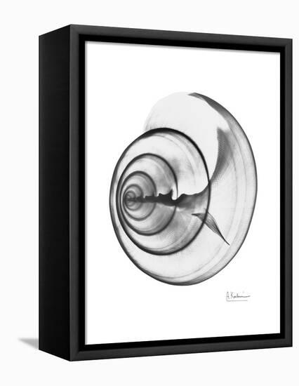 Ramshorn Shell Gray-Albert Koetsier-Framed Stretched Canvas