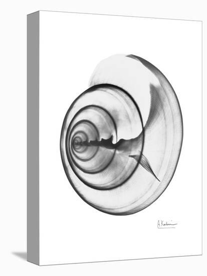 Ramshorn Shell Gray-Albert Koetsier-Stretched Canvas