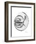 Ramshorn Shell Gray-Albert Koetsier-Framed Premium Giclee Print