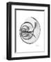 Ramshorn Shell Gray-Albert Koetsier-Framed Premium Giclee Print