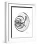 Ramshorn Shell Gray-Albert Koetsier-Framed Premium Giclee Print