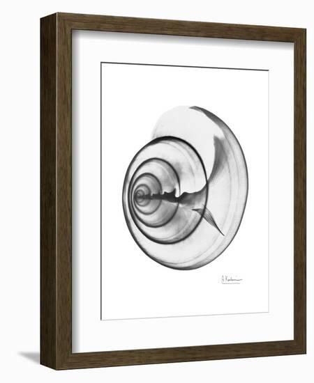 Ramshorn Shell Gray-Albert Koetsier-Framed Art Print