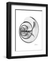 Ramshorn Shell Gray-Albert Koetsier-Framed Art Print