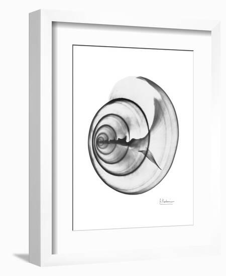 Ramshorn Shell Gray-Albert Koetsier-Framed Art Print