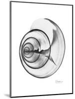 Ramshorn Shell Gray-Albert Koetsier-Mounted Art Print
